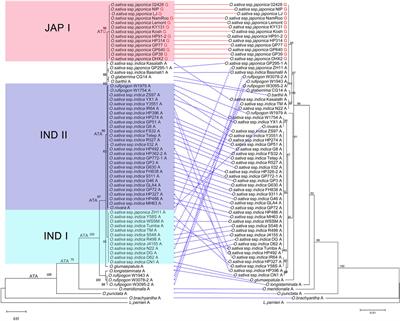 Molecular evolution of the Pi-d2 gene conferring resistance to rice blast in Oryza